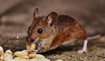 24 Hour & Emergency Exterminators in Ellwood City, PA